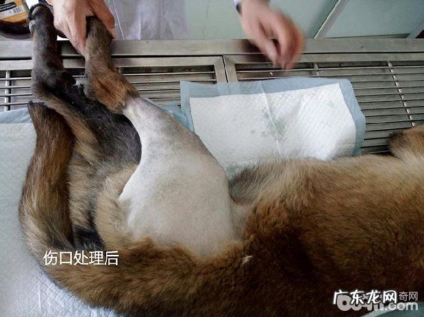 犬几类病案的伤口处理