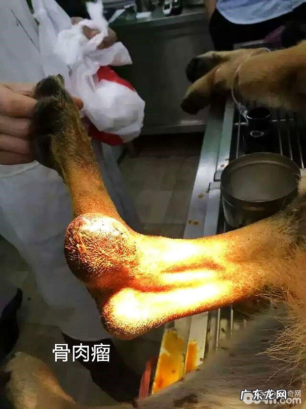 德国牧羊犬的骨肿瘤病案