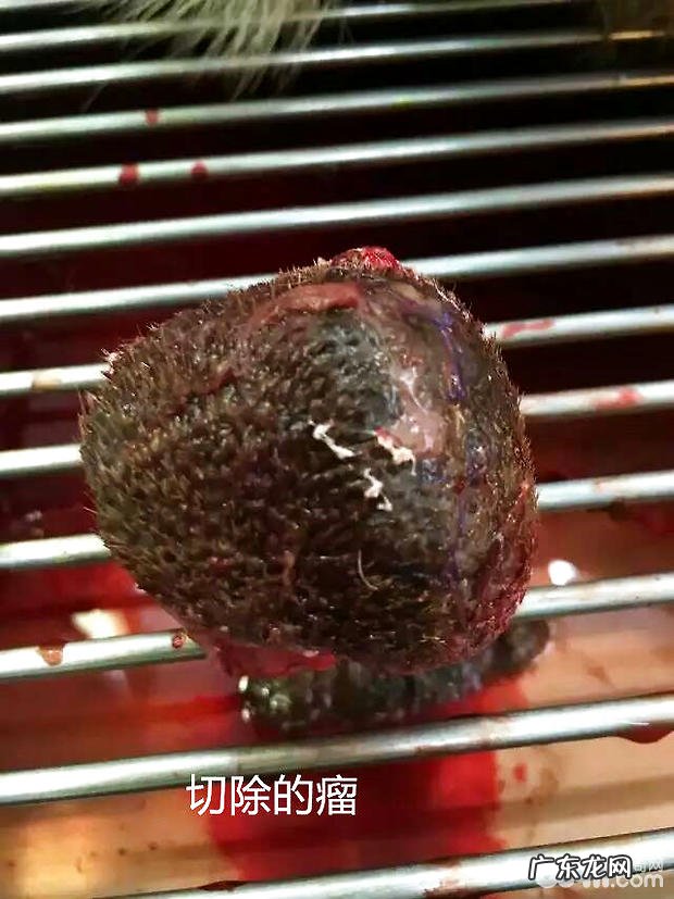 德国牧羊犬的骨肿瘤病案