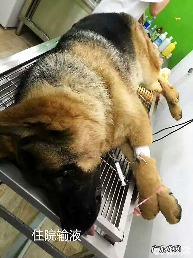 德国牧羊犬的骨肿瘤病案