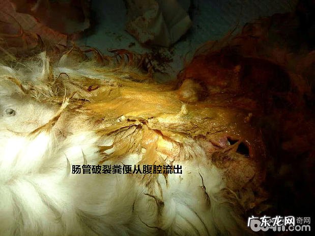 三 犬普遍的外消化内科病症