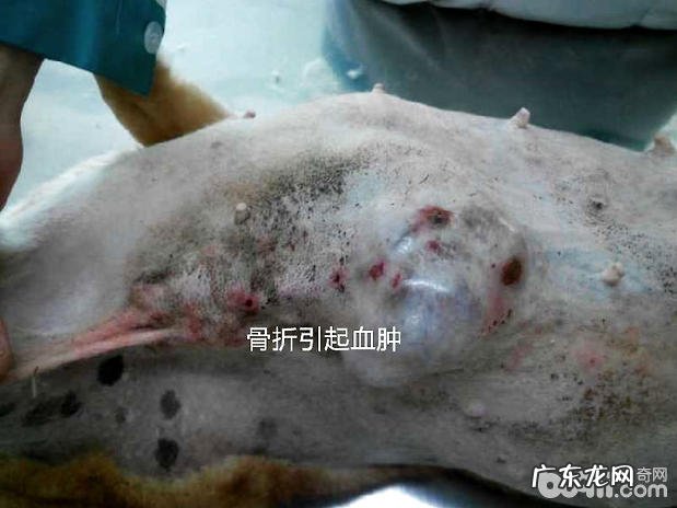 三 犬普遍的外消化内科病症