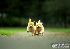 狗狗多大能够开展身体和体外驱虫