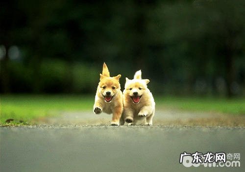 狗狗多大能够开展身体和体外驱虫