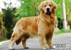 喂金毛狗驱虫药的常见问题