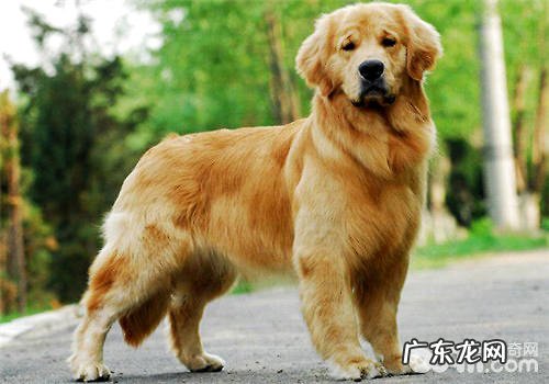 喂金毛狗驱虫药的常见问题