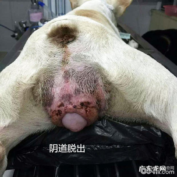二 犬普遍的外科内科病症