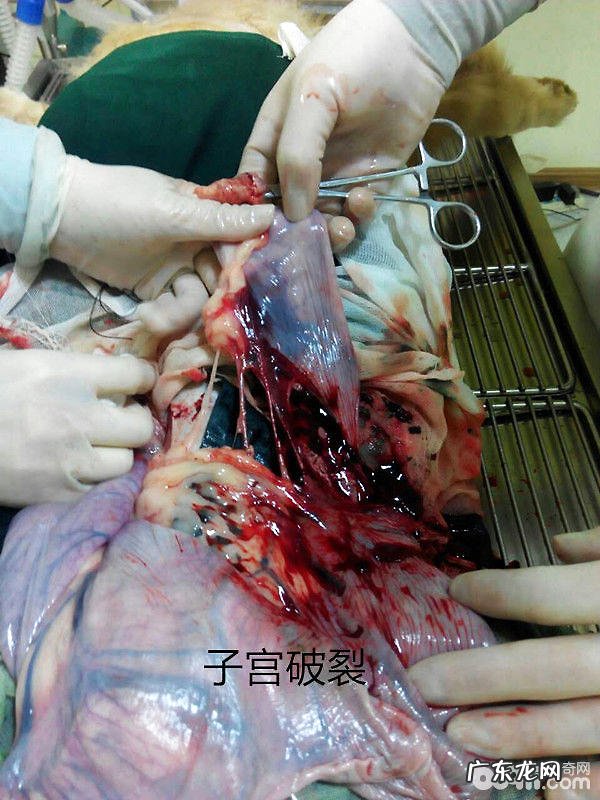 二 犬普遍的外科内科病症