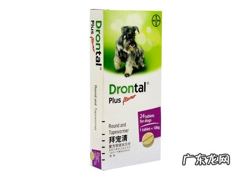 小宠物狗驱虫药应用要注意什么?