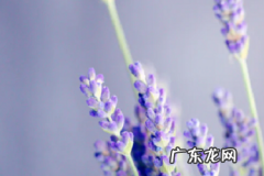 拼多多达人直播的流量是怎么来的？红包规则有哪些？