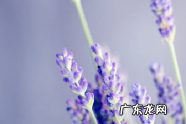 拼多多达人直播的流量是怎么来的？红包规则有哪些？