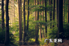 拼多多店铺突然搜不到了怎么回事？如何搜索？