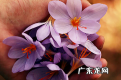 拼多多放心推和多多搜索冲突吗？如何使用放心推？