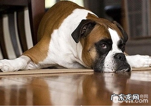 喂养幼犬驱虫药必须留意的难题