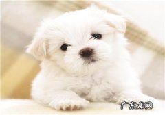 狗皮肤病的防止方式