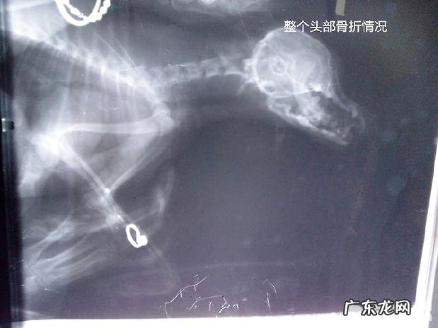 犬前腿、下颌骨裂及普遍的治疗方法