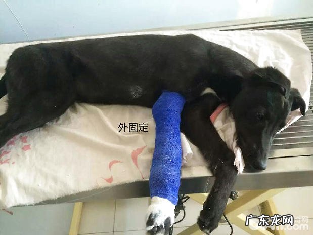 犬前腿、下颌骨裂及普遍的治疗方法