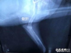 犬前腿、下颌骨裂及普遍的治疗方法