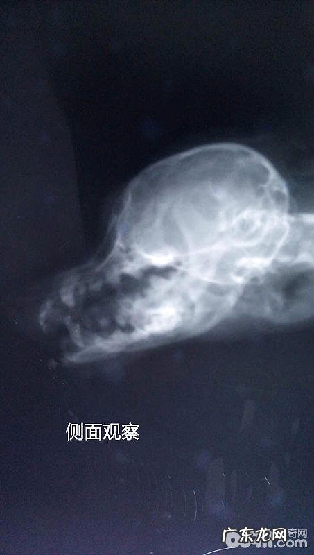 犬前腿、下颌骨裂及普遍的治疗方法
