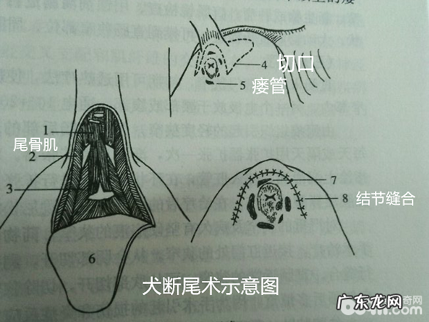 犬的肛门周围病症