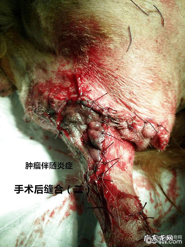 犬的肛门周围病症