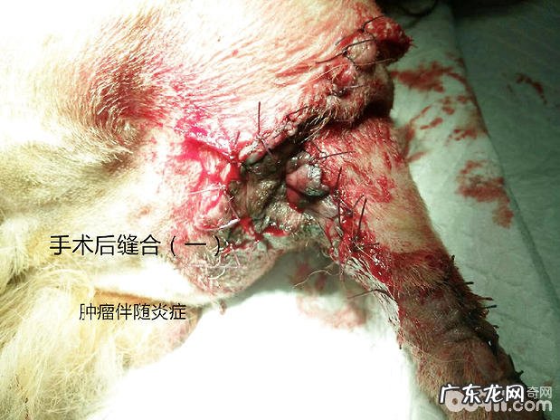 犬的肛门周围病症