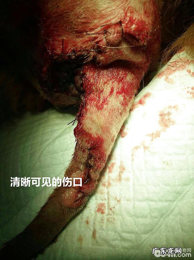 犬的肛门周围病症