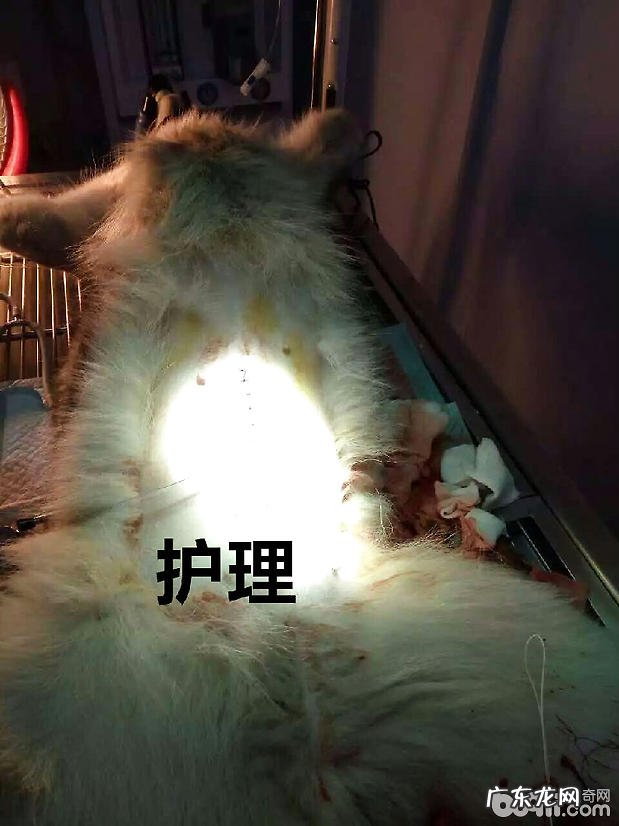 造成犬腹膜炎的普遍缘故