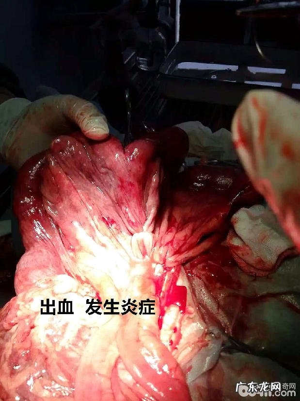 造成犬腹膜炎的普遍缘故