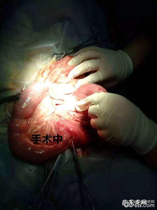 造成犬腹膜炎的普遍缘故