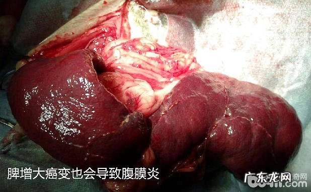 造成犬腹膜炎的普遍缘故