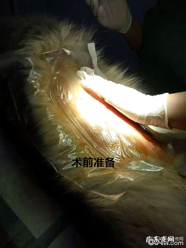 造成犬腹膜炎的普遍缘故