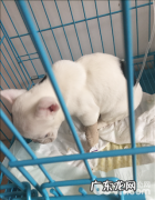 犬营养性贫血症的确诊与医治