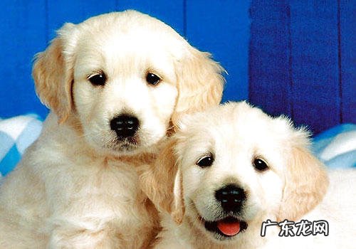 狗狗便秘的预兆及解决