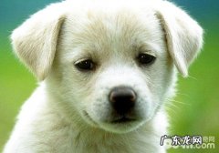 如何帮小狗上眼药