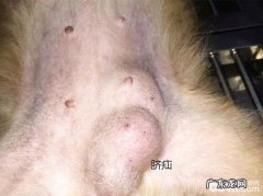 犬普遍的三种外科疾病