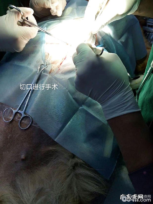 犬的胃扭转的治疗方法