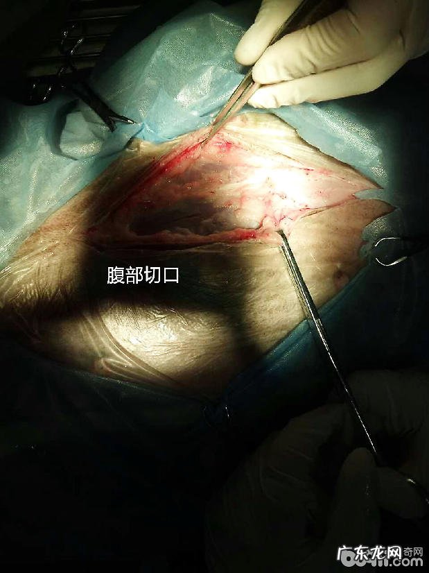 犬的胃扭转的治疗方法