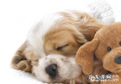 狗狗感冒的处理方法有什么