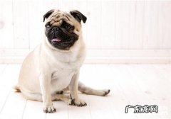 狗用除虫后的普遍副作用