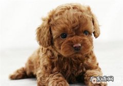 泰迪狗狗感冒症状剖析