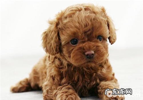 泰迪狗狗感冒症状剖析