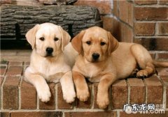 小狗食物中毒事件的防止方式