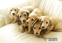 拜宠清的操作方法及功效