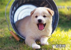 福莱恩喷雾剂及滴剂的操作方法表明