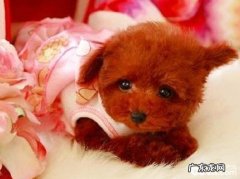 泰迪狗狗感冒怎么办