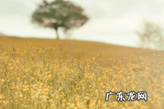 拼多多春节不发货怎么设置？有哪些流程？