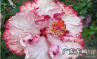 人肉搜索是什么意思？人肉搜索的流程是怎么样的？