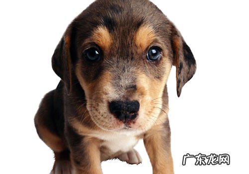 小狗吃狗驱虫药要留意什么难题