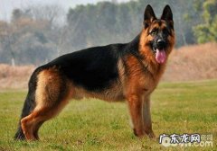 怎么处理德牧皮肤疾病